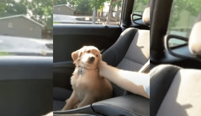 Video es viral en TikTok. Hombre grabó el peculiar comportamiento que tuvo su perro para llamar su atención y evitar que deje de acariciarlo. Fotocaptura: YouTube