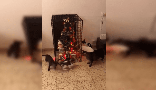 En Facebook, una joven colocó los adornos de Navidad y tuvo una ingeniosa idea para impedir que sus gatos se acerquen.