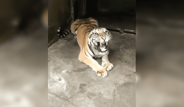 Turista hace enfurecer a enorme tigre que saca las garras para devorarlo.