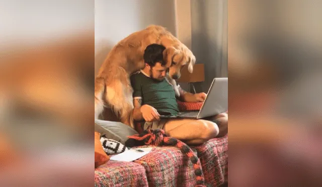 Desliza para ver más imágenes de este travieso perro que hizo reír a todos. (Foto: captura / TIkTok)