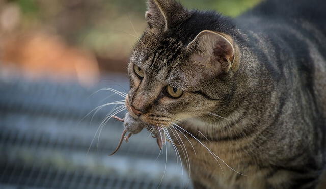 Los gatos domésticos con acceso a exteriores suelen traer animales muertos al hogar de sus dueños. Foto: Pixabay
