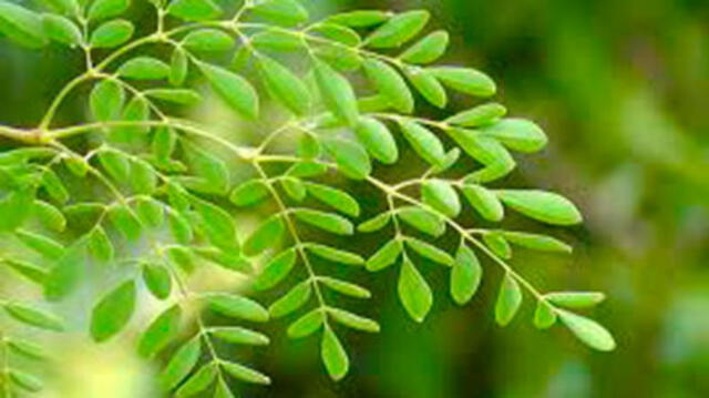 PECh siembra moringa o “árbol de la vida”Trujillo