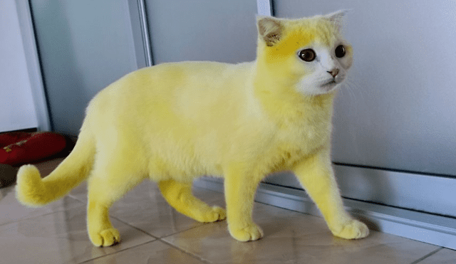 El gato quedó de ese color después de que su dueña le colocara un medicamento hecho a base de Cúrcuma. Foto: Facebook