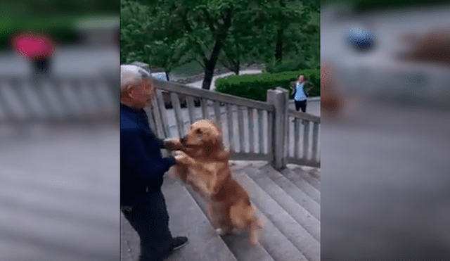 Facebook viral: perro sorprende al subir escalera en dos patas cuando su dueño lo llama [VIDEO]