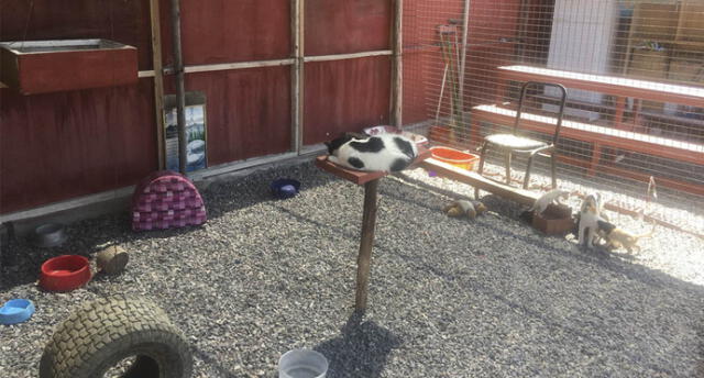 Acondicionan albergue para perros y gatos abandonados en Moquegua 