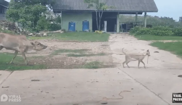 Desliza para ver el desenlace de este video que se volvió viral en Facebook. Foto: Captura.