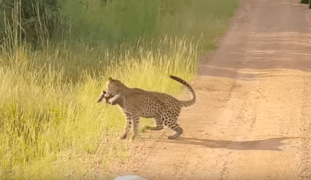 Captan a lagartija peleando con leopardo hambriento para no ser devorada y ocurre lo impensado [VIDEO] 