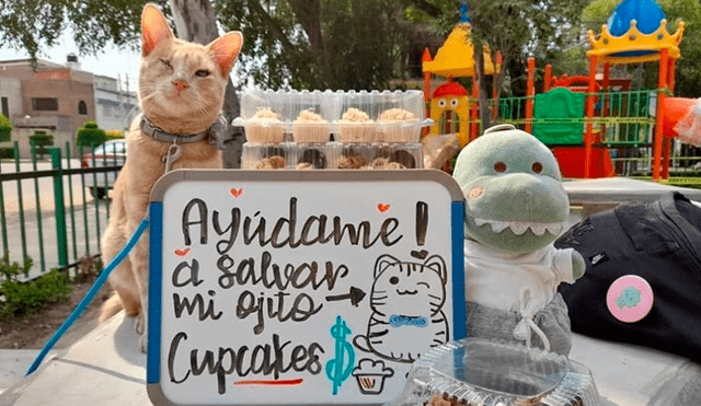 Desliza las imágenes hacia la izquierda para apreciar la noble acción de una joven para ayudar a su gato. Foto: Ximena Ortiz.