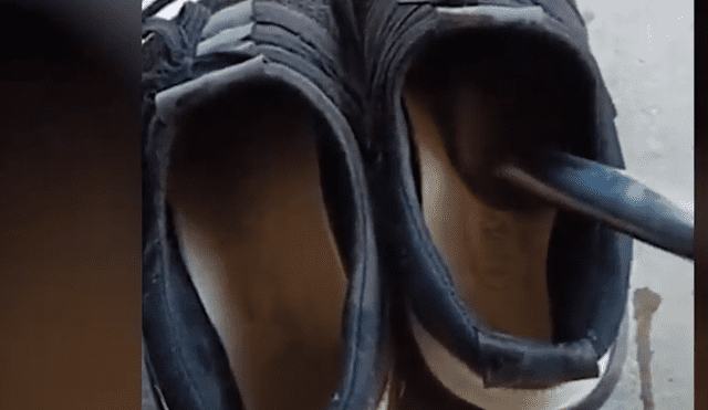 Facebook viral: hombre revisa el interior de su zapato y descubre que habitaba venenosa criatura [VIDEO]