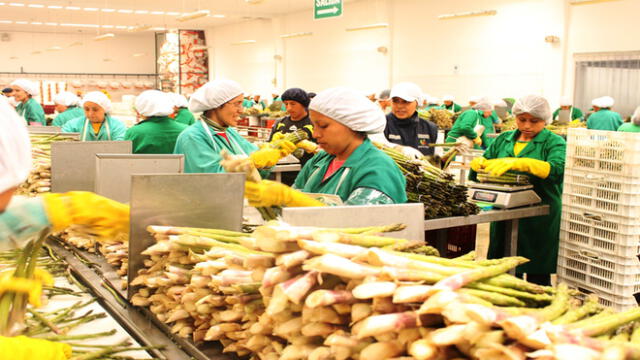La actividad agroindustrial puede llegar a tener hasta 60 mil trabajadores en Virú.