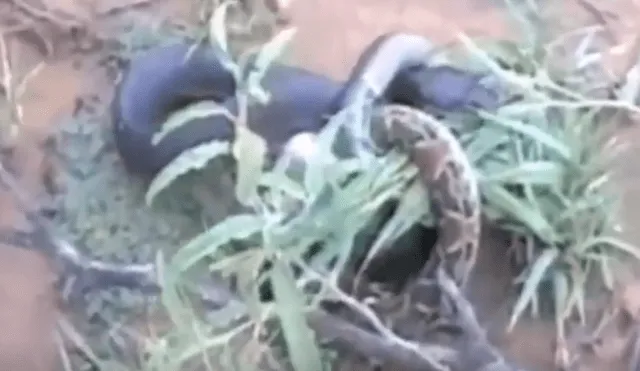 YouTube viral: serpiente 'canibal' devora a su compañera y video genera terror en usuarios