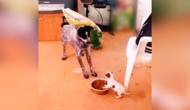 Desliza las imágenes para conocer la enfurecida acción de un perro al no tolerar que le quiten su comida. Foto: Captura.