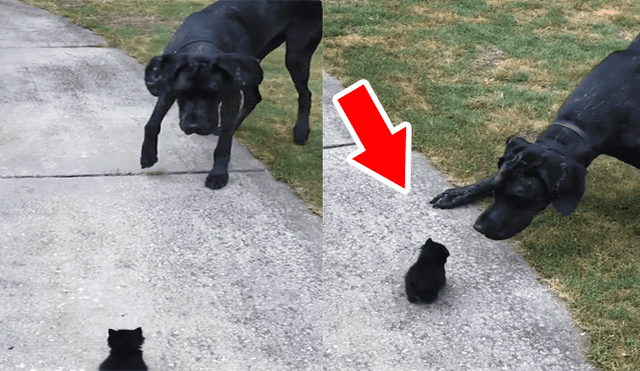 Un video muestra la reacción de un enorme can cuando ve a un gato bebé por primera vez.