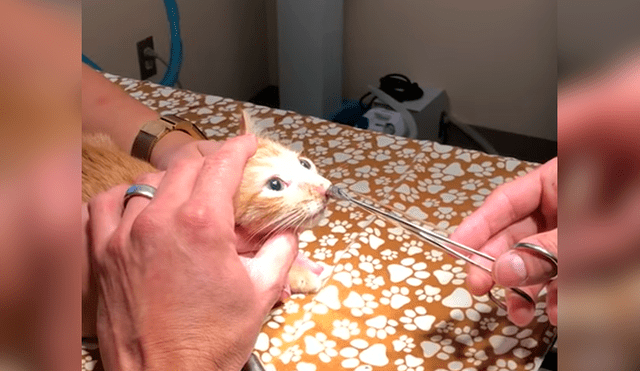 YouTube viral: joven lleva a su gato al veterinario y le extraen enorme parásito que vivía en su nariz