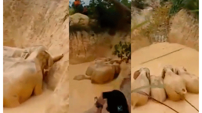 Rescatan a cinco elefantes atrapados en pozo de lodo [VIDEO]