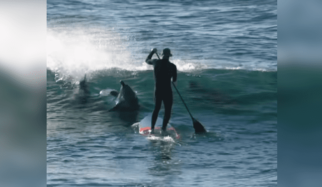 Vía YouTube. El animal salió intempestivamente del mar y se tiró contra el surfista, que iniciaba su carrera hacia el lado opuesto
