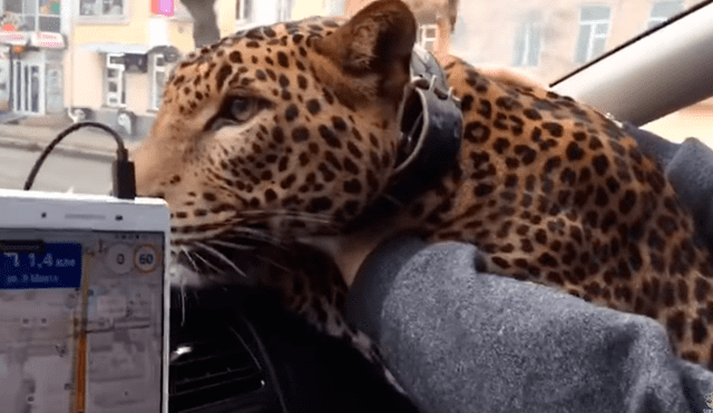 YouTube: Leopardo sube a un taxi en Rusia y ocurre lo inesperado