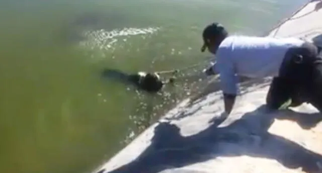 Rescatan a perrito que cayó a estanque de Arequipa [VIDEO]