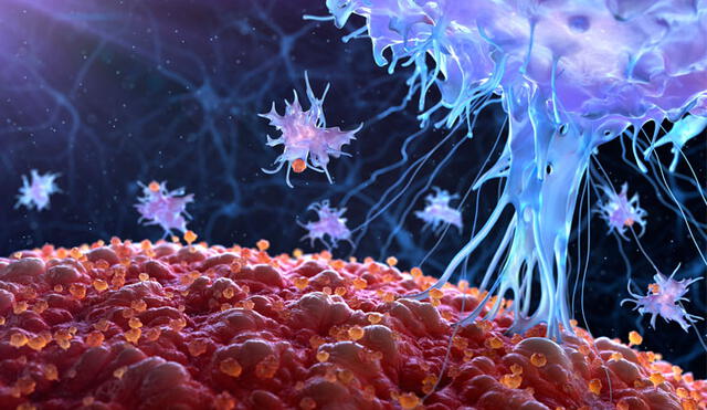 Representación de cómo actúa el virus oncolítico, diseñado para destruir células cancerosas. Crécito: Imugene.