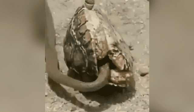 La serpiente quedó atrapada en una mortal trampa, tras intentar atacar a la tortuga. Foto: captura