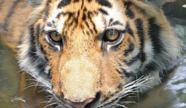 Twitter: polémica por fotografías de tigres obesos filtradas en la red | FOTOS