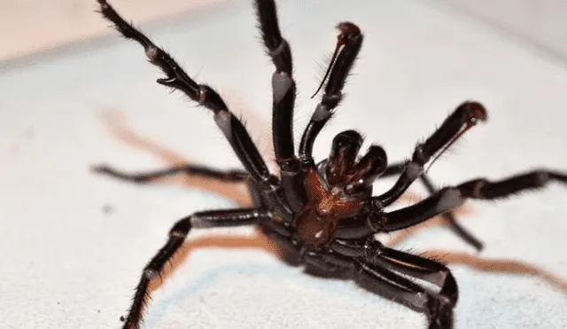 Encienden las alertas por proliferación de arañas venenosas tras incendios forestales [VIDEO]
