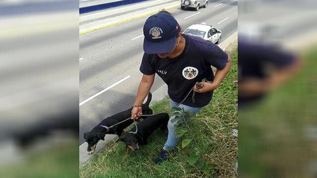 La Victoria: serenos rescatan a tres cachorros atrapados en la Vía Expresa  [VIDEO]