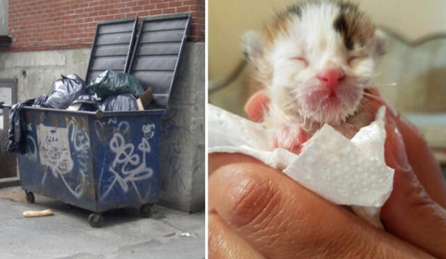 En Facebook, usuaria rescata a gato y veterinario se lleva enorme sorpresa | FOTOS