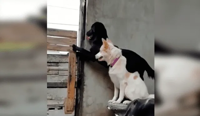 En Facebook, un perro ayudó a su compañero al cargarlo en su lomo para que este pueda apreciar a su pareja.