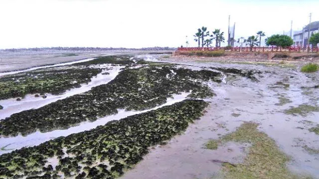 Humedal de La Punta podría verse afectado ante nuevo proyecto de una marina social deportiva. Créditos: Youtube.