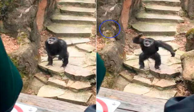 YouTube: chimpancé lanza excremento a la cara de una anciana y se vuelve viral