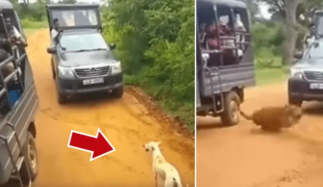 YouTube viral: perro ingresa a peligroso campo de depredadores, aparece leopardo y sucede lo peor [VIDEO] 