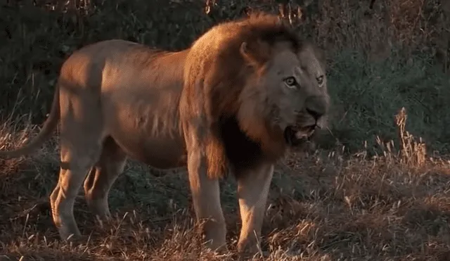 YouTube viral: leona embarazada casi es devorada por hienas hambrientas [VIDEO]