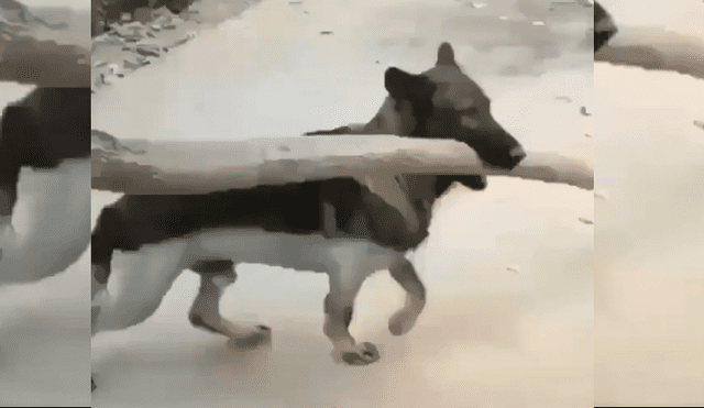 Video es viral en YouTube. El can se percató de la dificultad del hombre y corrió a sacar un obstáculo que estaba en el camino para evitar que tropiece con este. Fotocaptura: Twitter