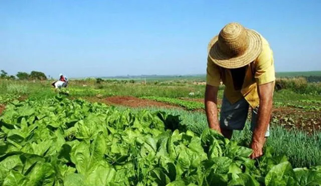 Gobierno dispone bono rural a más de un millón de hogares del sector agrícola. Foto: La Abeja.