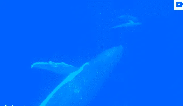 La cría también se acercó a dos delfines que nadaban cerca para jugar con ellos. Foto: captura.