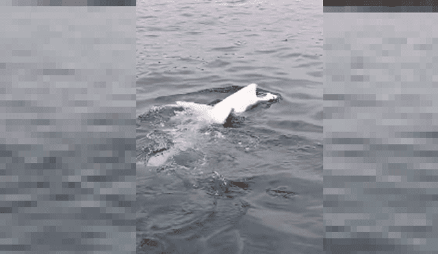 Captan a tiburón blanco nadando boca arriba y su aspecto asombra en redes [VIDEO]