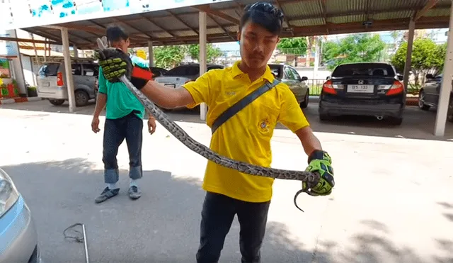 Revisa motor de auto y descubre serpiente pitón enganchada en los fierros retorcidos [VIDEO] 