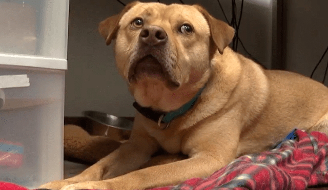 Facebook: perro abandonado roba cosas para no sentirse solo y conseguir cariño [VIDEO]