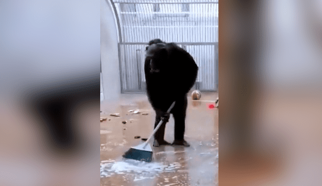 Desliza las imágenes para ver al sorprendente chimpancé aseando su espacio en el zoológico. Foto: Facebook