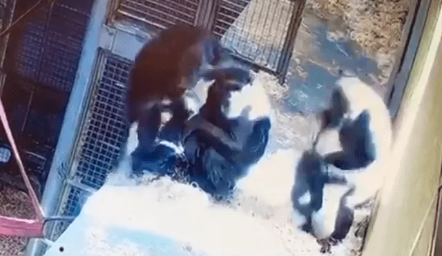 En YouTube, los encargados de un zoológico instalaron una cámara y descubrieron la amorosa escena de una mamá chimpancé.