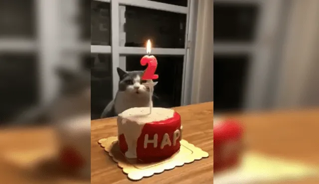 Facebook Viral: Gato tiene increíble reacción cuando terminan de cantarle 'Happy Birthday'