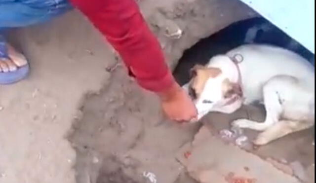 Villa El Salvador: rescatan a perrita y cachorros que vivían en un profundo hoyo [VIDEO]
