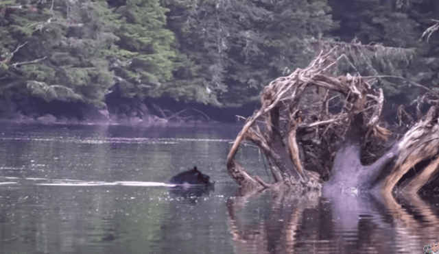 Video es viral en YouTube. La mamá oso debía cruzar un caudaloso río y como no podía dejar a su cría, decidió llevarla en su espalda. Foto: Captura.