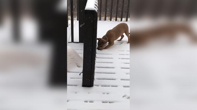 Facebook: Perro ve nieve por primera vez y tiene tierna reacción [VIDEO] 