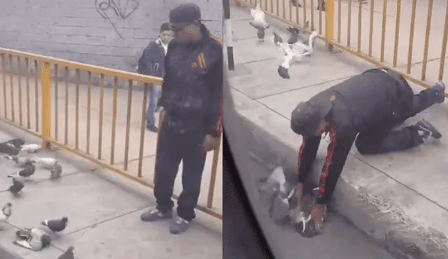 En Facebook: Joven alimenta a propósito a palomas para capturarlas [VIDEO]