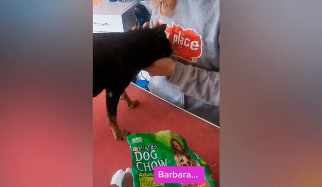 Desliza las imágenes para ver lo que hizo este perrito al ser descubierto con las ‘patas’ en la masa. Foto: Puppyplace /TikTok