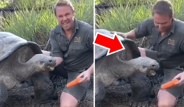 Turistas graban gigantesca tortuga junto a su cuidador.