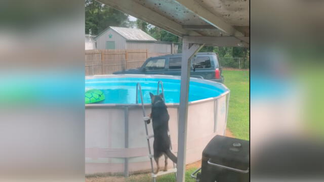 Desliza las imágenes para ver el momento en que un travieso perro aprovechó la piscina que sus dueños no podían usar por la cuarentena. Foto: Woof Woof