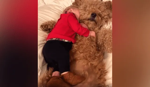 Desliza las imágenes hacia la izquierda para apreciar la conmovedora escena que protagonizó un bebé junto a su mascota.